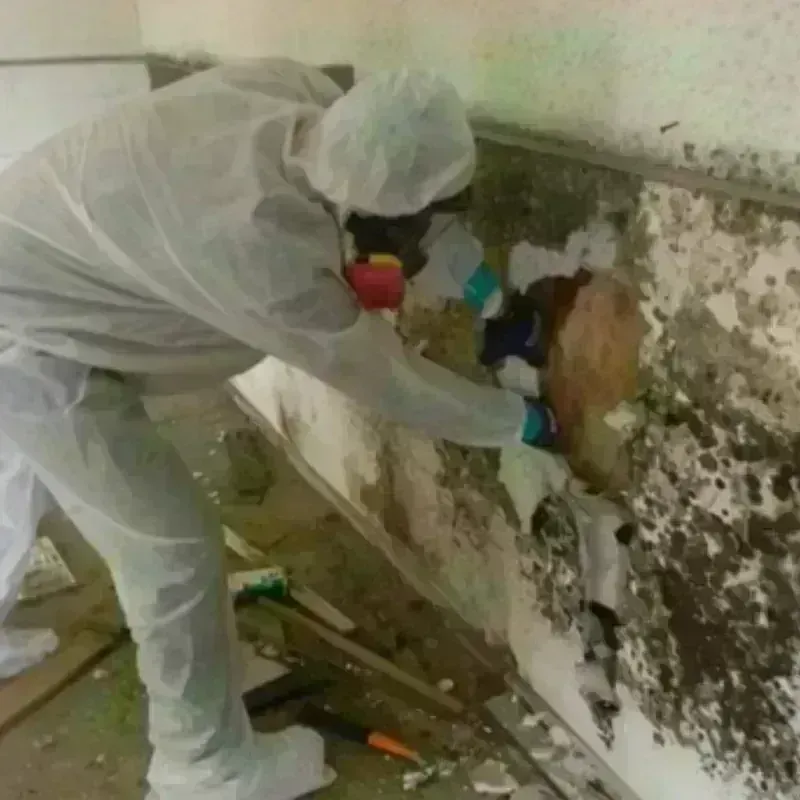 Mold Remediation and Removal in Kaufman County, TX